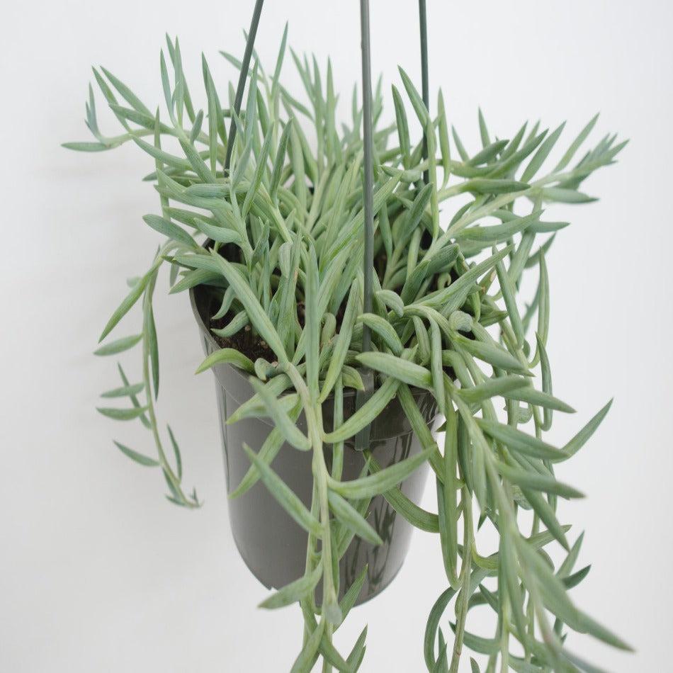 Succulent Senecio Fishhook - View 29 from www redcrocus com