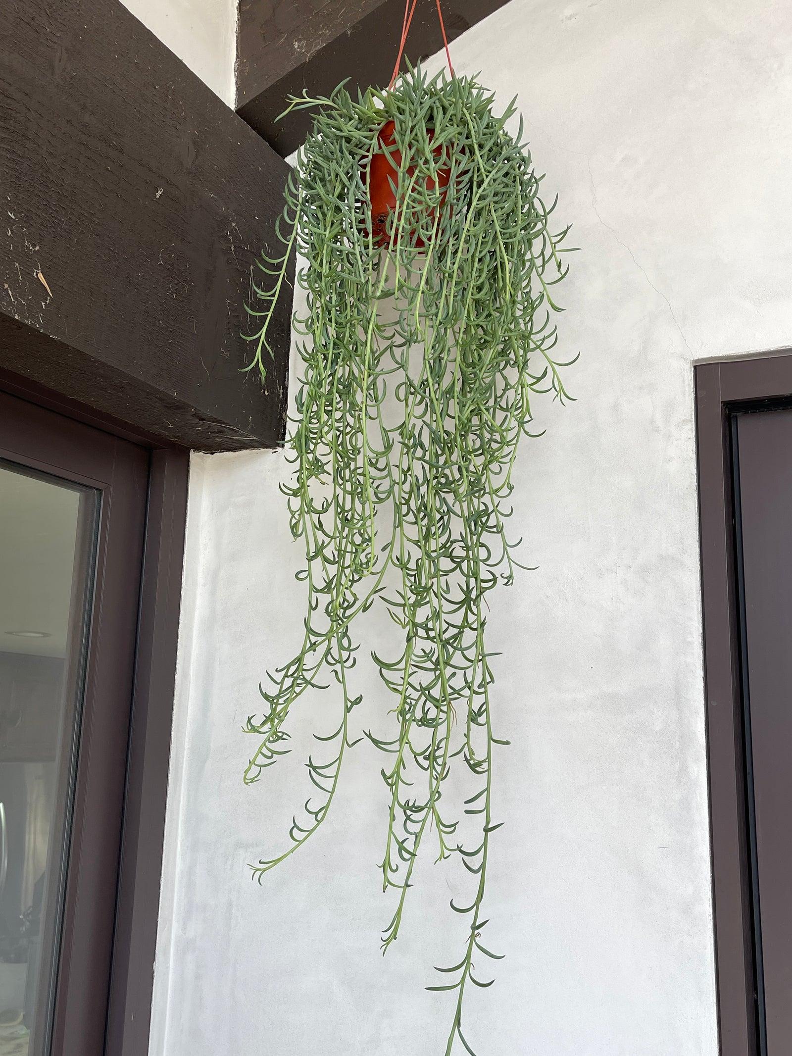 Succulent Senecio Fishhook - View 2 from www redcrocus com