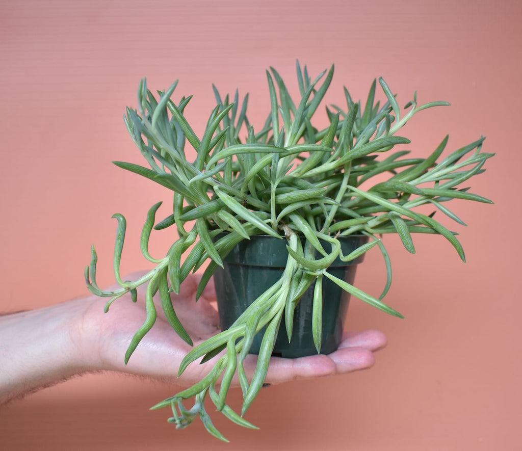Succulent Senecio Fishhook - View 7 from www redcrocus com