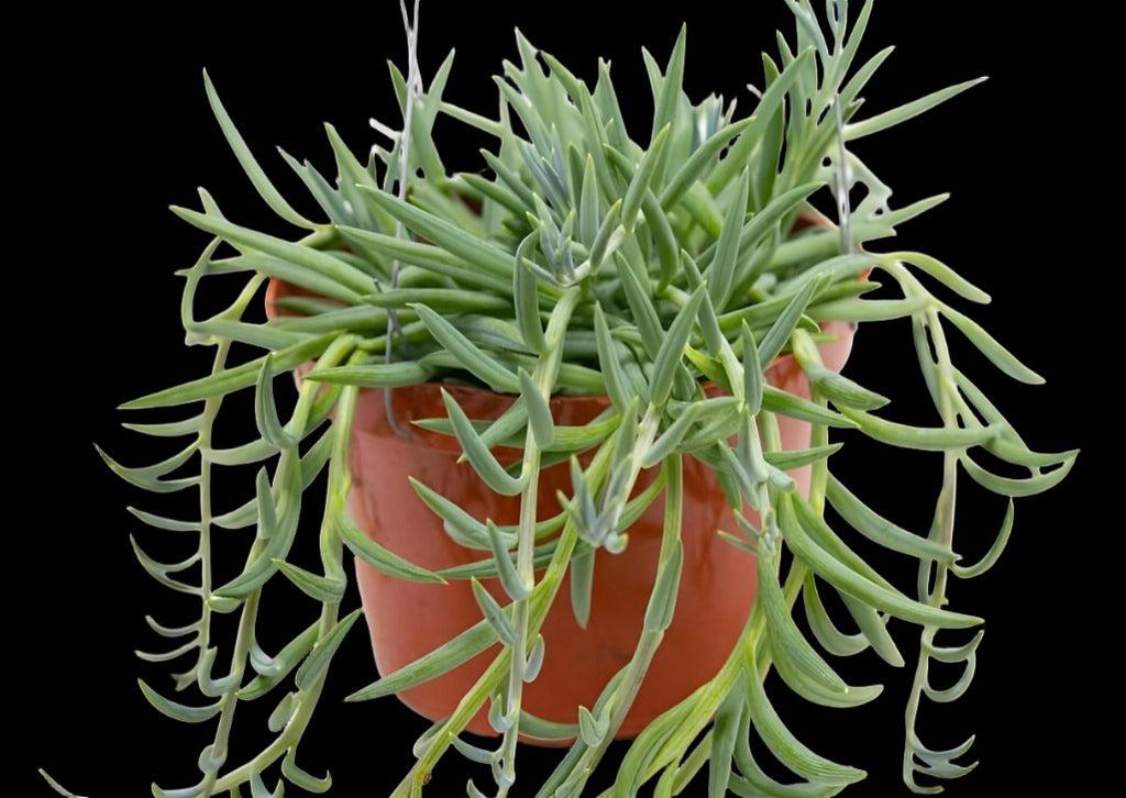 Succulent Senecio Fishhook - View 9 from www redcrocus com
