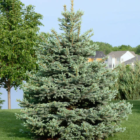 RedCrocus Baby Blue Spruce (Picea pungens) Live Evergreen Tree - Silver-Blue Needles, Cold-Hardy, Full Sun Landscape Specimen  1 Gallon Nursery Pot
