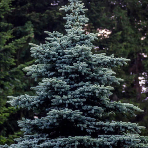 RedCrocus Baby Blue Spruce (Picea pungens) Live Evergreen Tree - Silver-Blue Needles, Cold-Hardy, Full Sun Landscape Specimen  1 Gallon Nursery Pot