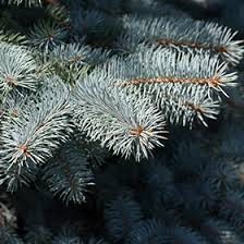RedCrocus Baby Blue Spruce (Picea pungens) Live Evergreen Tree - Silver-Blue Needles, Cold-Hardy, Full Sun Landscape Specimen  1 Gallon Nursery Pot