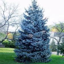RedCrocus Baby Blue Spruce (Picea pungens) Live Evergreen Tree - Silver-Blue Needles, Cold-Hardy, Full Sun Landscape Specimen  1 Gallon Nursery Pot
