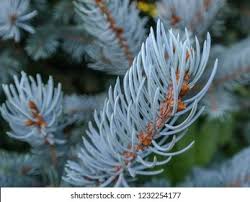 RedCrocus Baby Blue Spruce (Picea pungens) Live Evergreen Tree - Silver-Blue Needles, Cold-Hardy, Full Sun Landscape Specimen  1 Gallon Nursery Pot