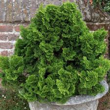 RedCrocus Dwarf Hinoki Cypress 'Little Markey' Live Plant – Chamaecyparis obtusa, Evergreen Conifer, Compact, Deer Resistant, Great for Containers & Landscapes, USDA Zones 5-8  2 Gallon Nursery Pot