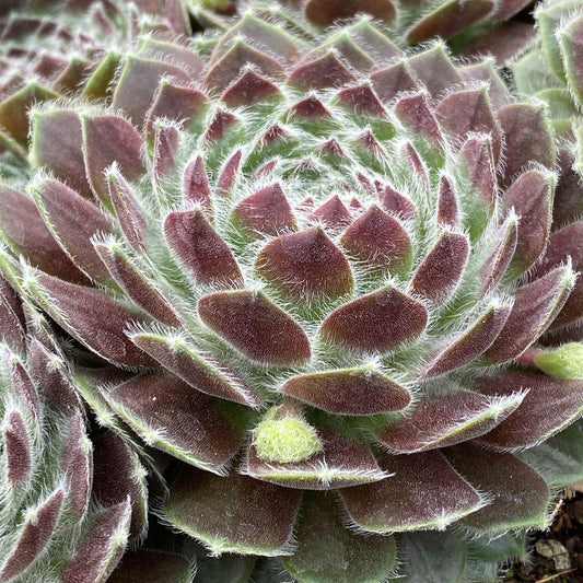 Ce Sempervivum Chick Charms Powdered Pastry - View 1 from www redcrocus com