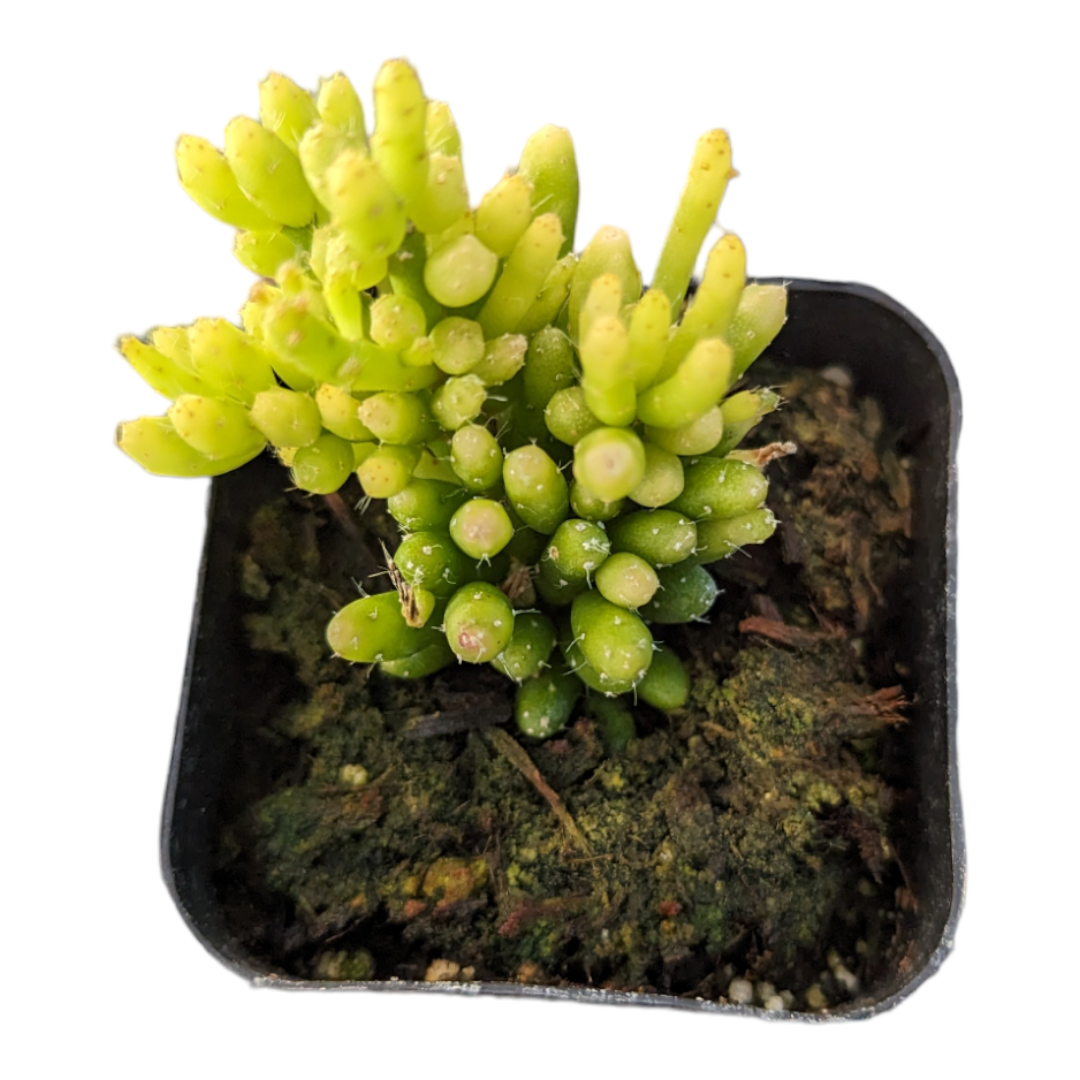 A Succulent Rhipsalis Assorted - View 11 from www redcrocus com