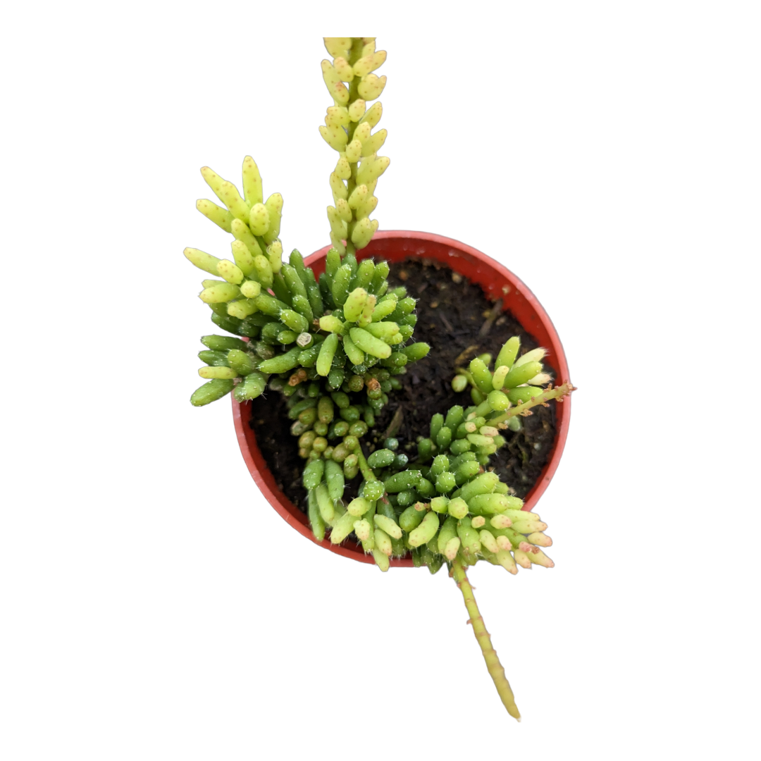 A Succulent Rhipsalis Assorted - View 16 from www redcrocus com