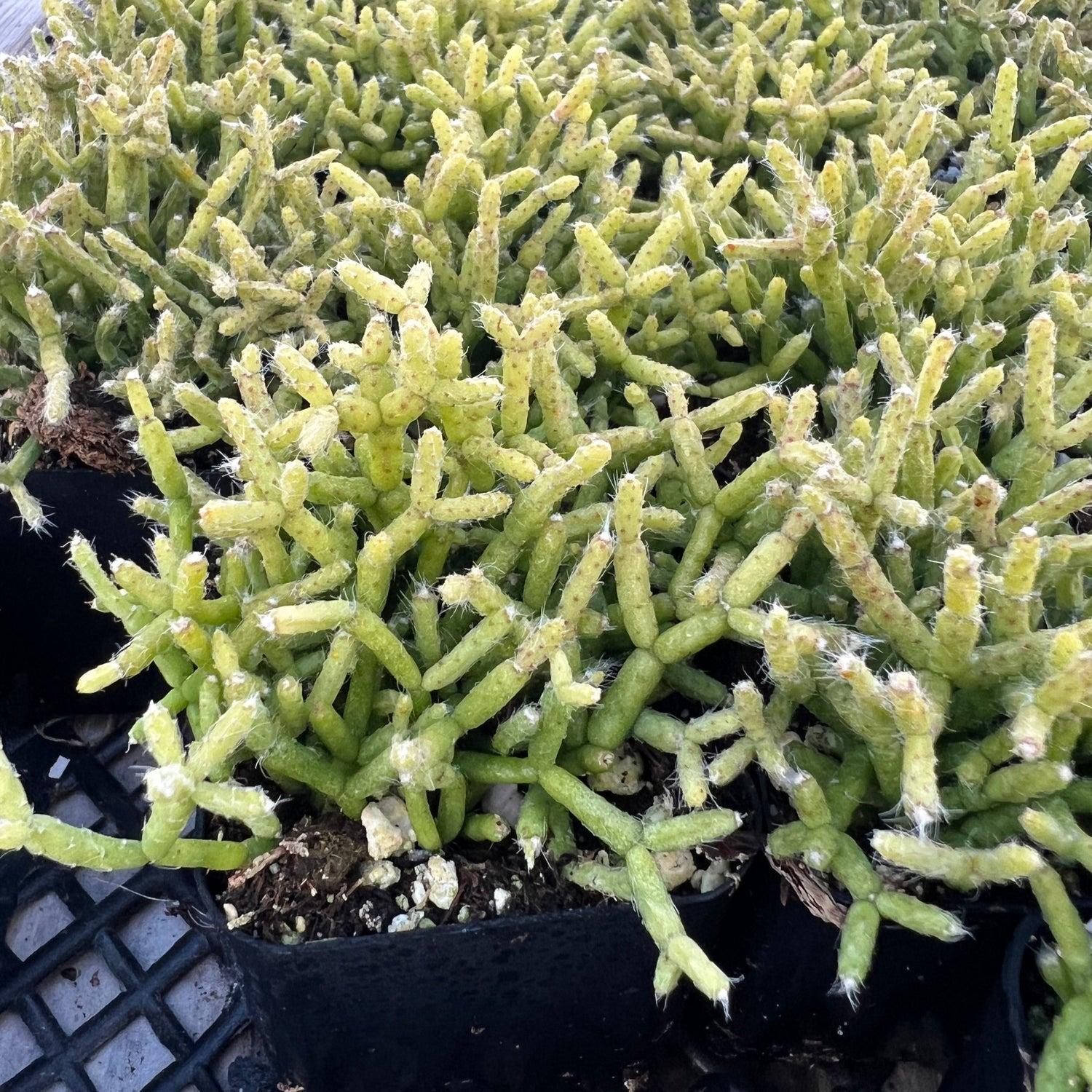 A Succulent Rhipsalis Assorted - View 22 from www redcrocus com