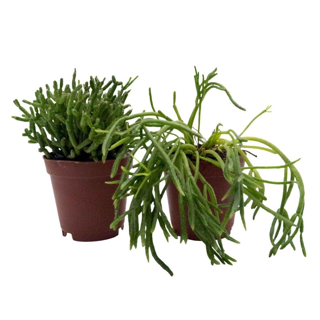 A Succulent Rhipsalis Assorted - View 23 from www redcrocus com