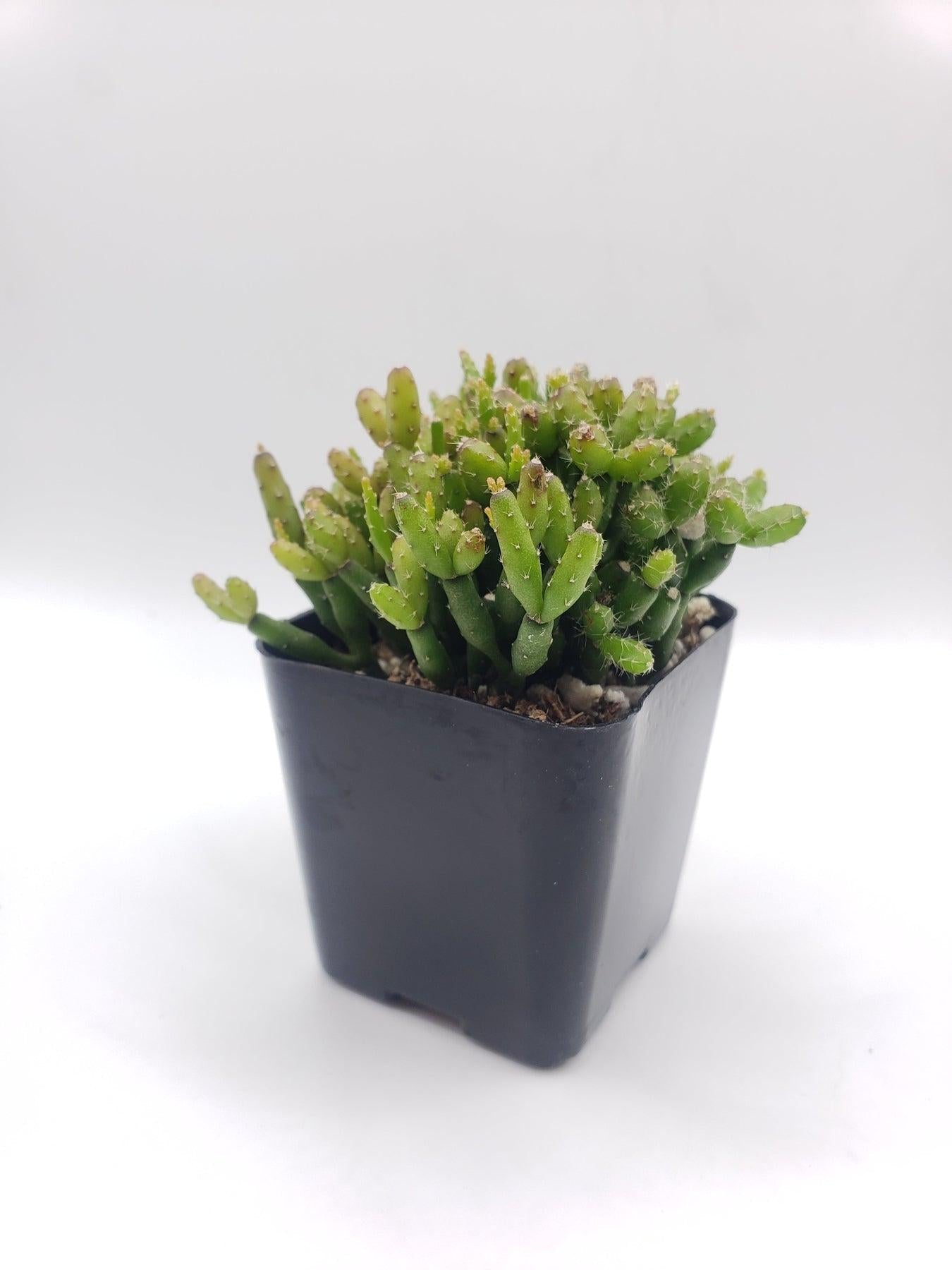A Succulent Rhipsalis Assorted - View 24 from www redcrocus com