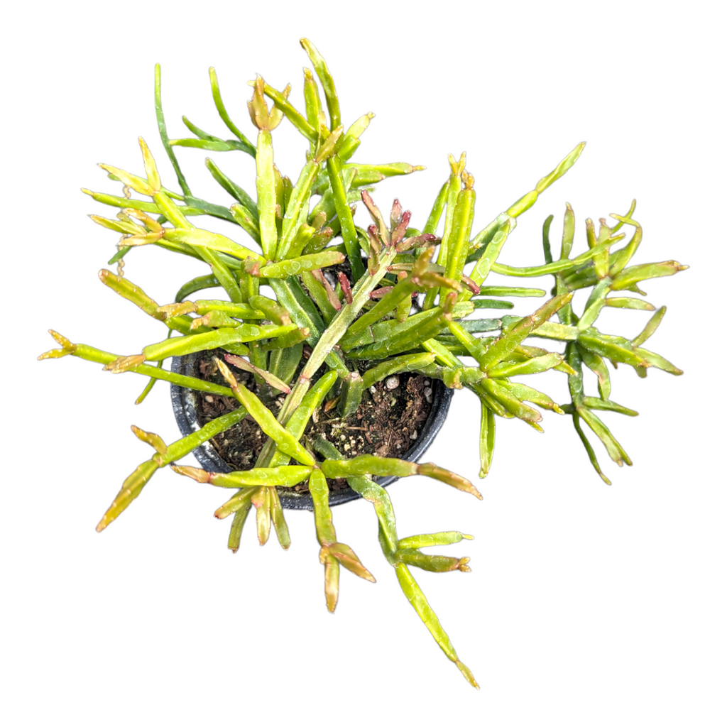 A Succulent Rhipsalis Assorted - View 25 from www redcrocus com