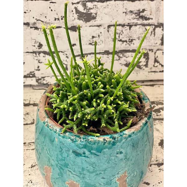 A Succulent Rhipsalis Assorted - View 27 from www redcrocus com