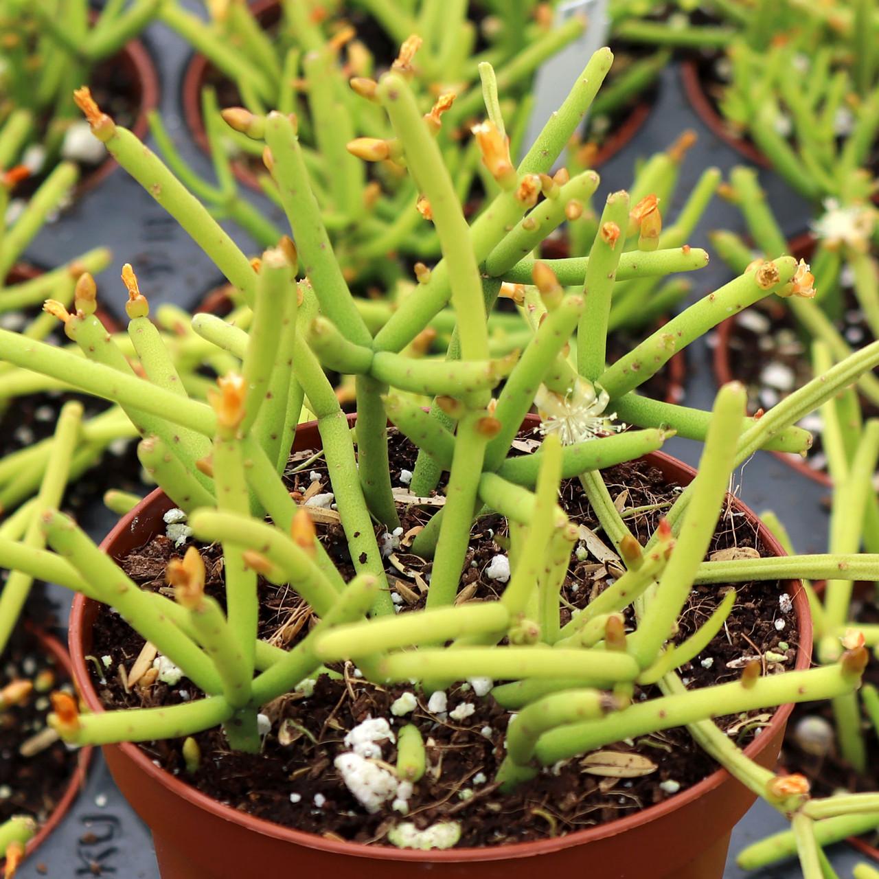 A Succulent Rhipsalis Assorted - View 28 from www redcrocus com