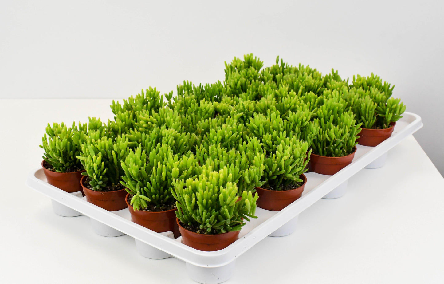 A Succulent Rhipsalis Assorted - View 32 from www redcrocus com