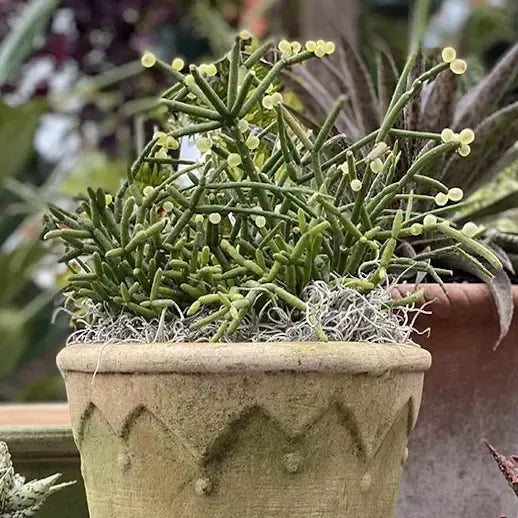 A Succulent Rhipsalis Assorted - View 33 from www redcrocus com