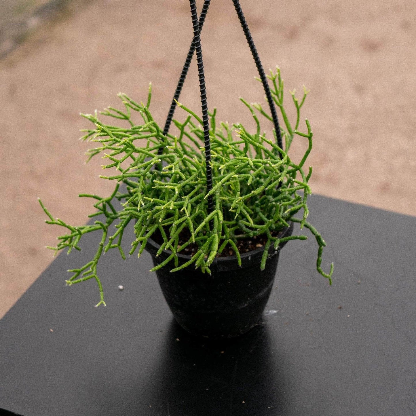 A Succulent Rhipsalis Assorted - View 34 from www redcrocus com