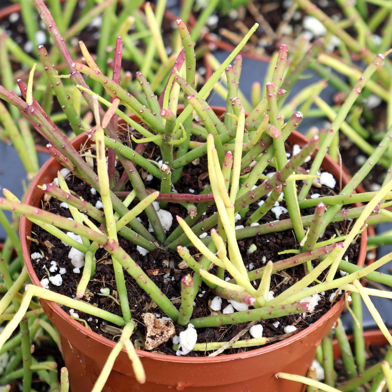 A Succulent Rhipsalis Assorted - View 35 from www redcrocus com