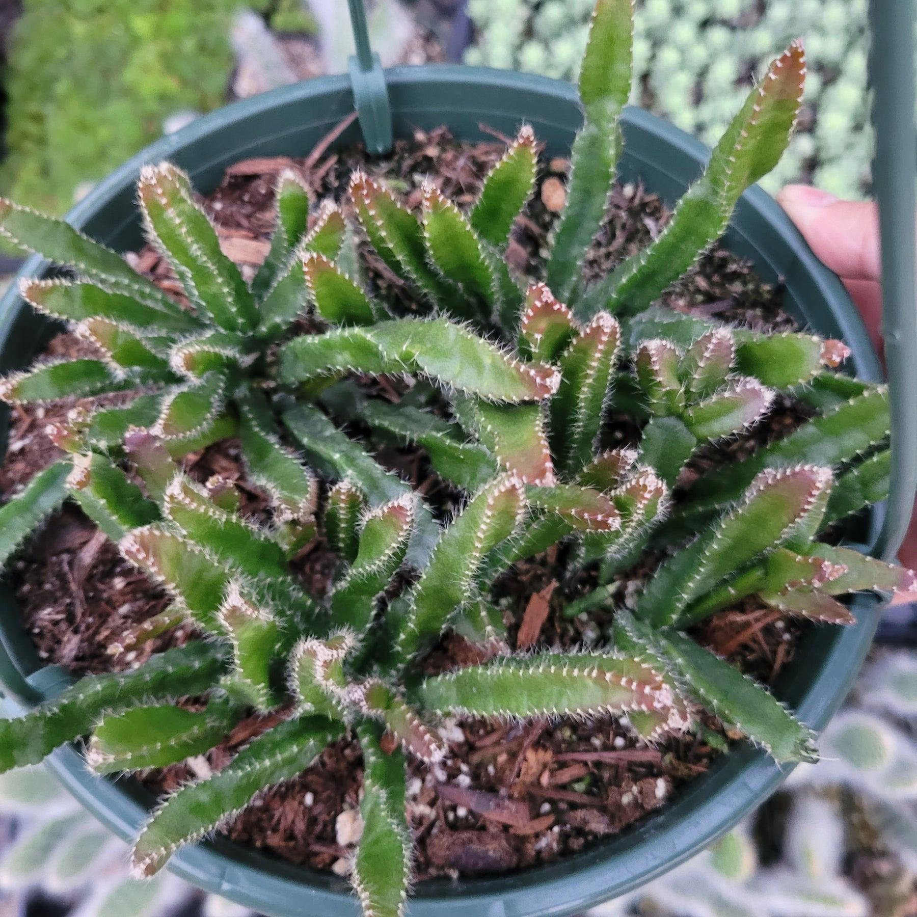 A Succulent Rhipsalis Assorted - View 8 from www redcrocus com