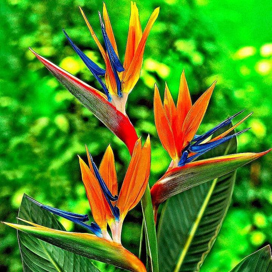 Palm Bird Of Paradise Orange - View 10 from www redcrocus com