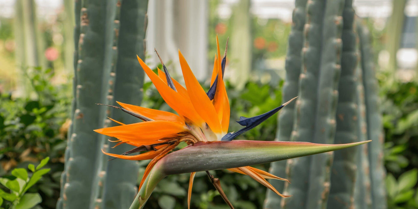 Palm Bird Of Paradise Orange - View 11 from www redcrocus com