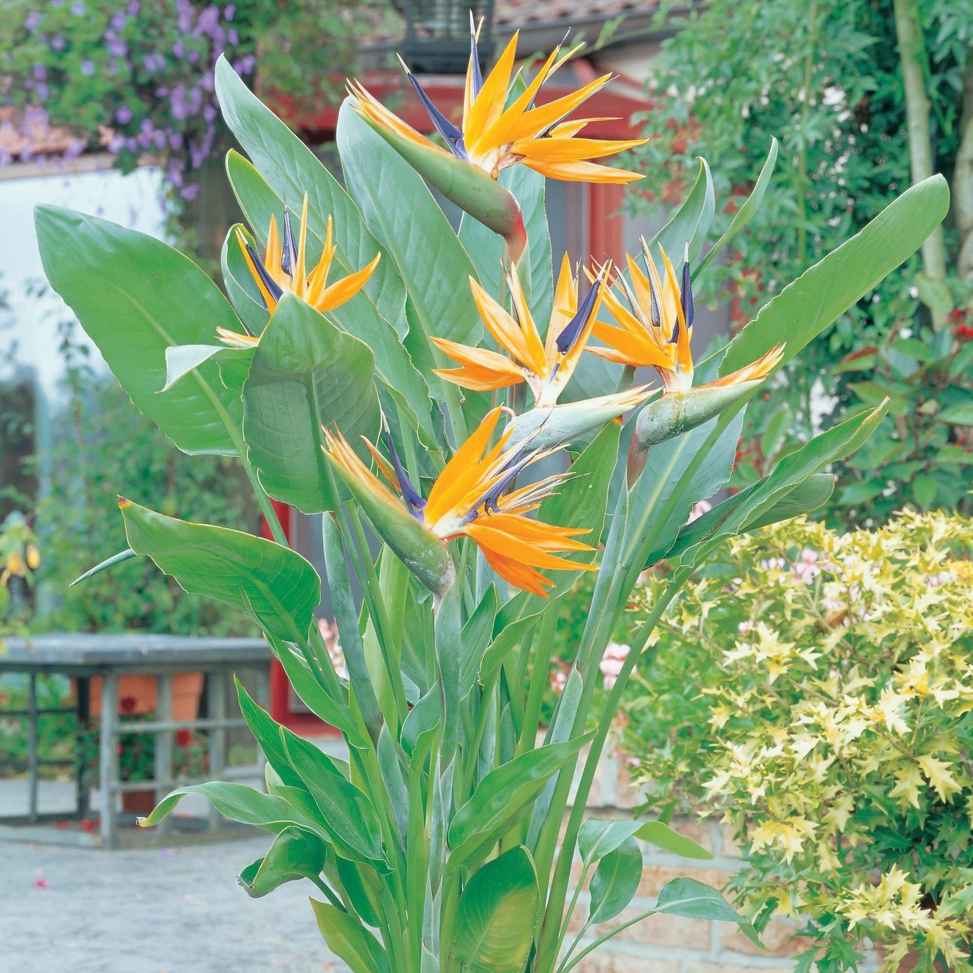 Palm Bird Of Paradise Orange - View 15 from www redcrocus com