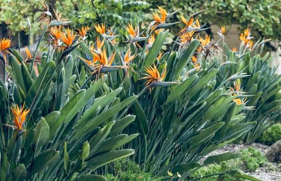 Palm Bird Of Paradise Orange - View 18 from www redcrocus com