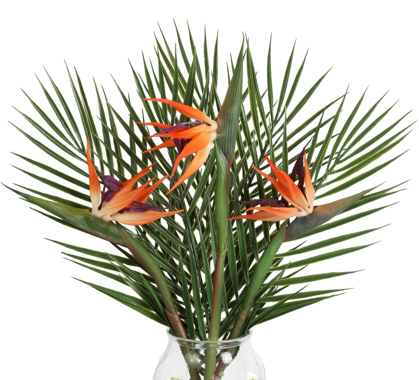 Palm Bird Of Paradise Orange - View 19 from www redcrocus com