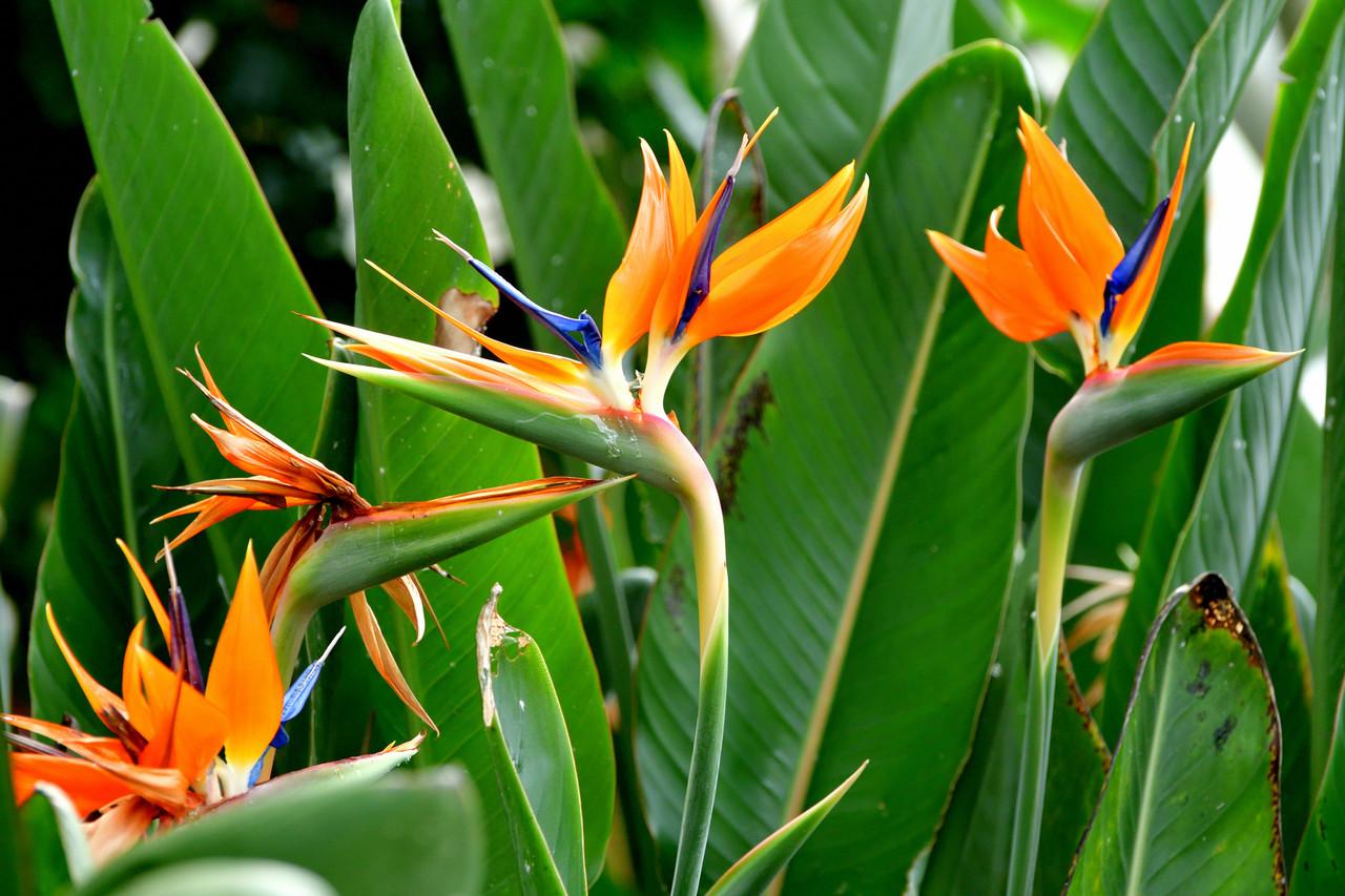 Palm Bird Of Paradise Orange - View 20 from www redcrocus com
