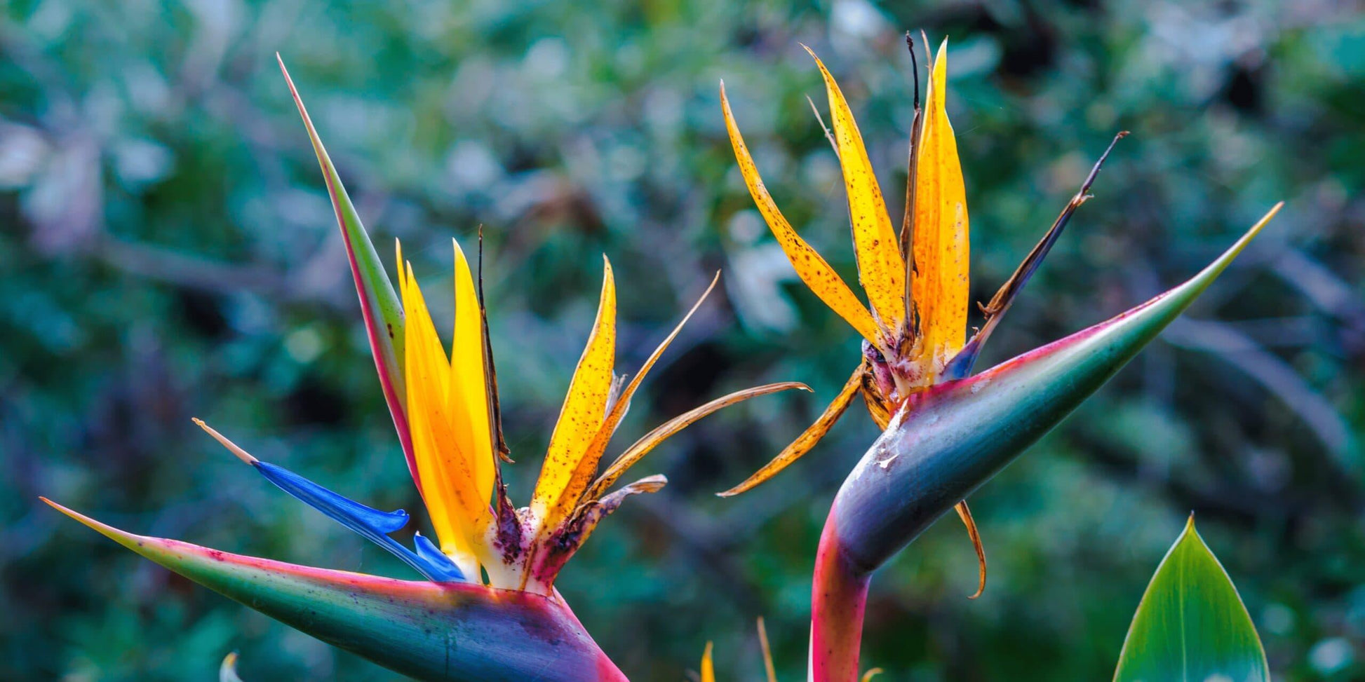 Palm Bird Of Paradise Orange - View 22 from www redcrocus com