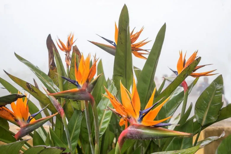 Palm Bird Of Paradise Orange - View 24 from www redcrocus com