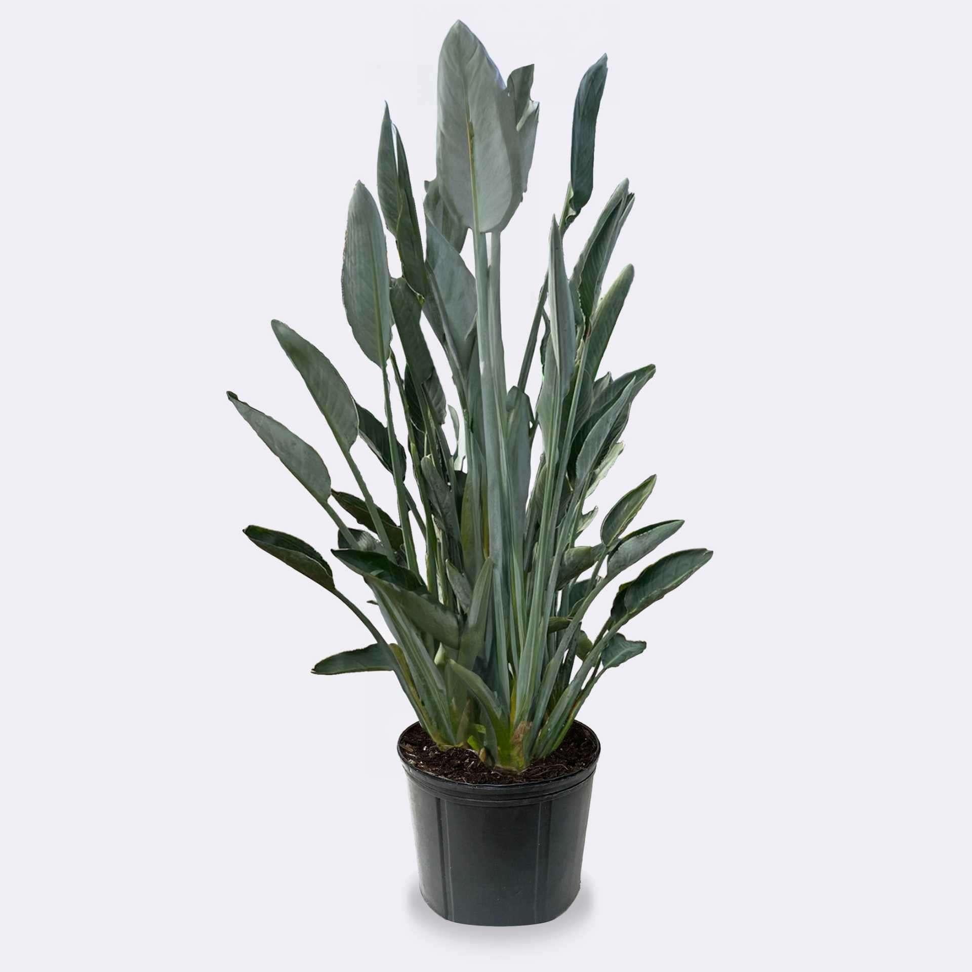 Palm Bird Of Paradise Orange - View 25 from www redcrocus com