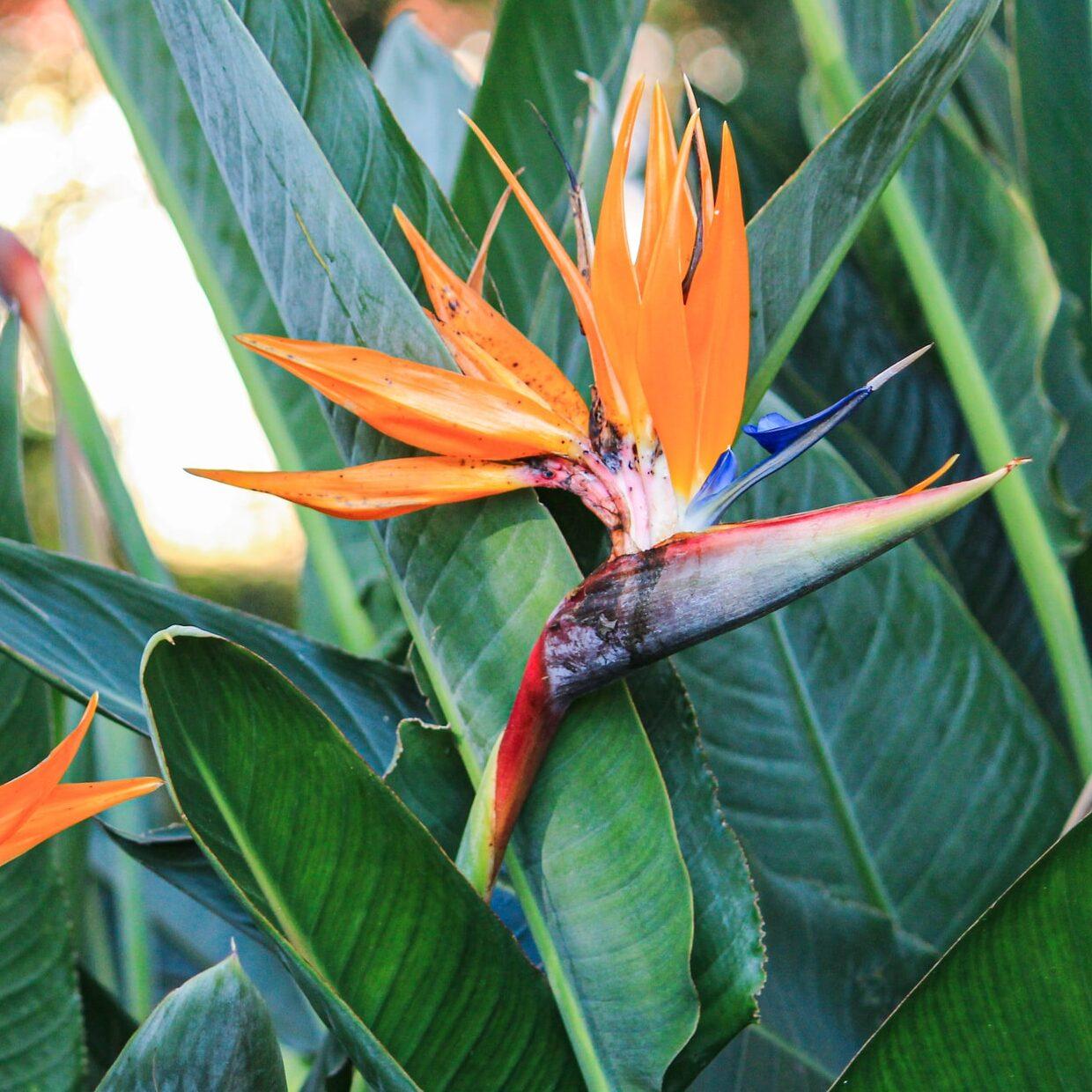 Palm Bird Of Paradise Orange - View 26 from www redcrocus com