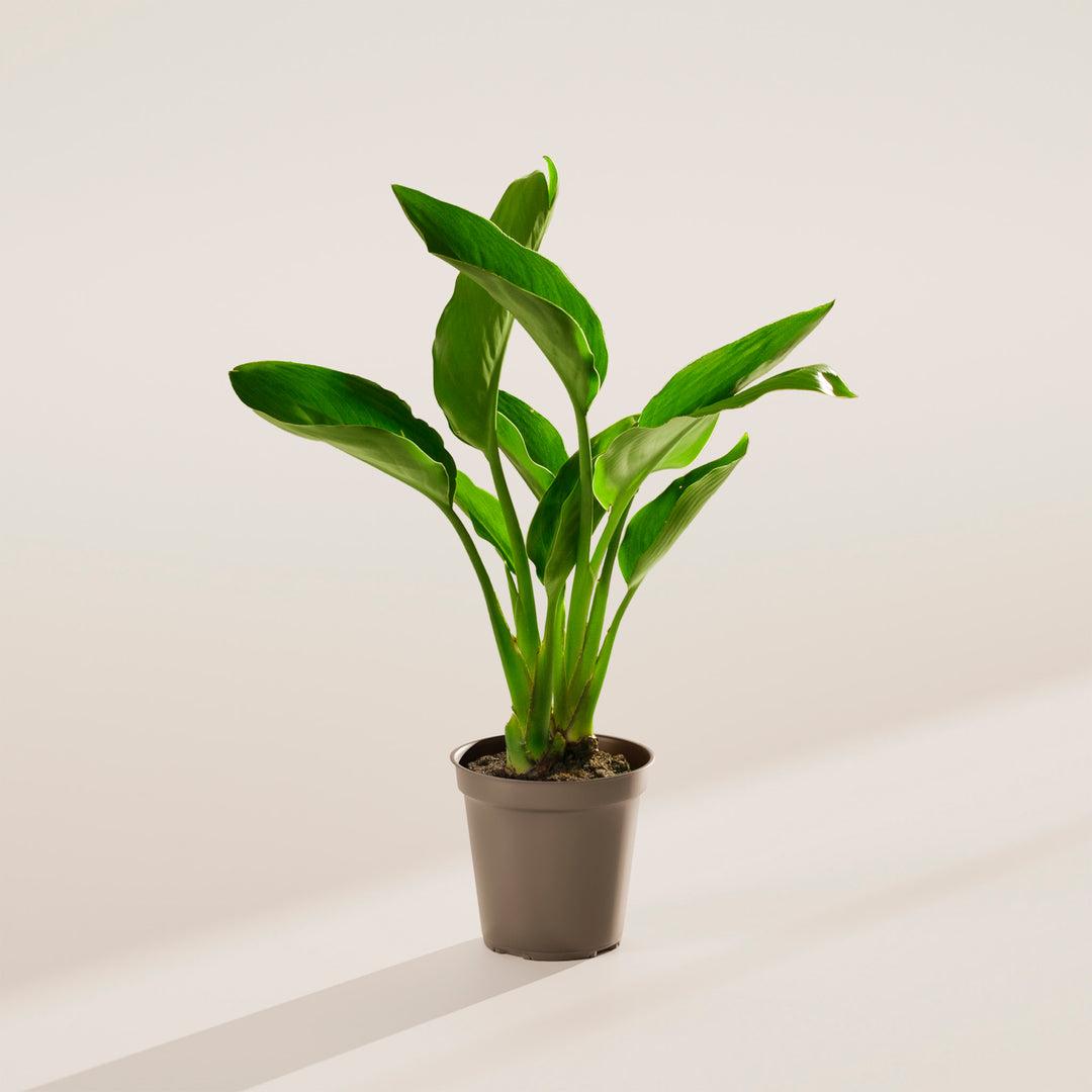 Palm Bird Of Paradise Orange - View 27 from www redcrocus com