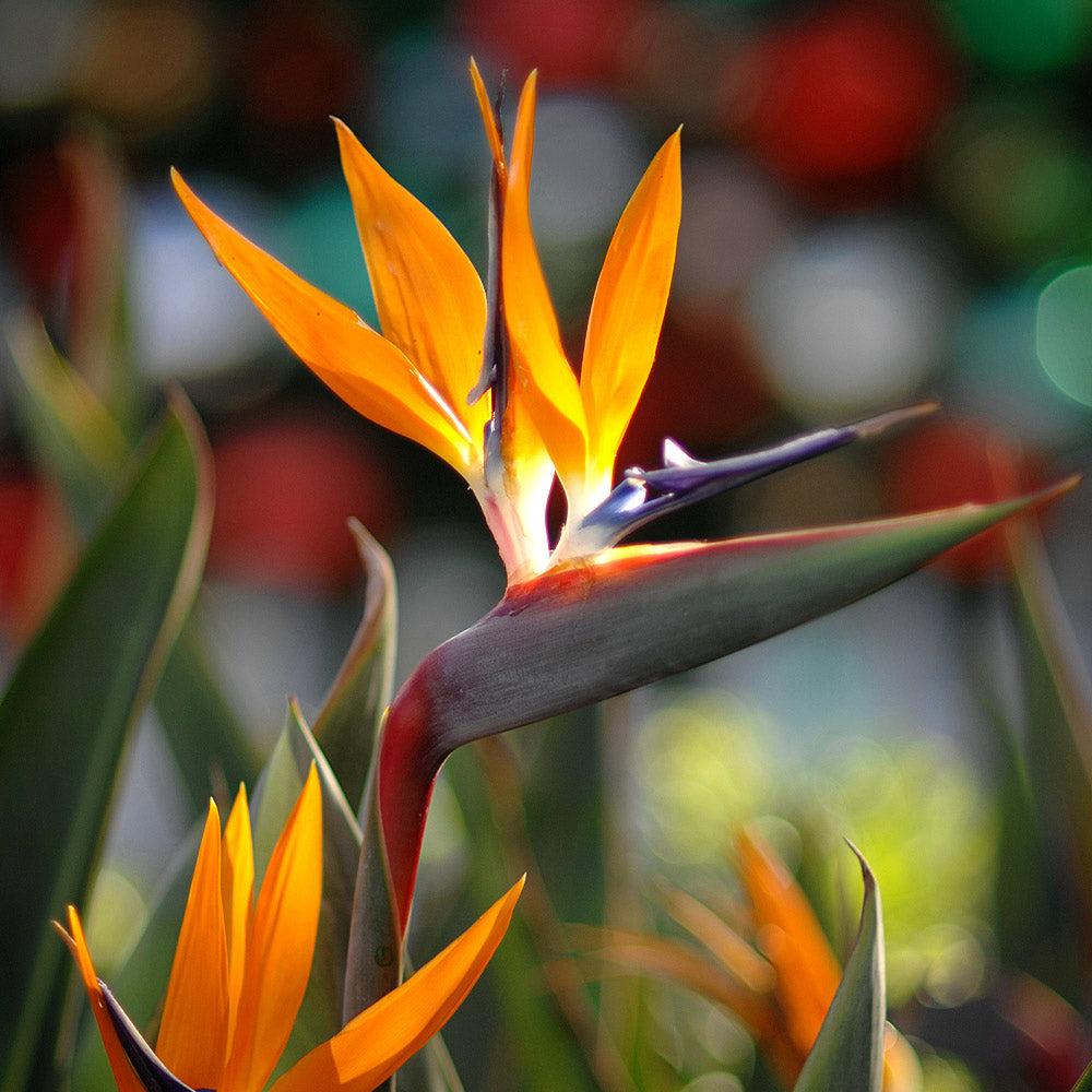 Palm Bird Of Paradise Orange - View 2 from www redcrocus com
