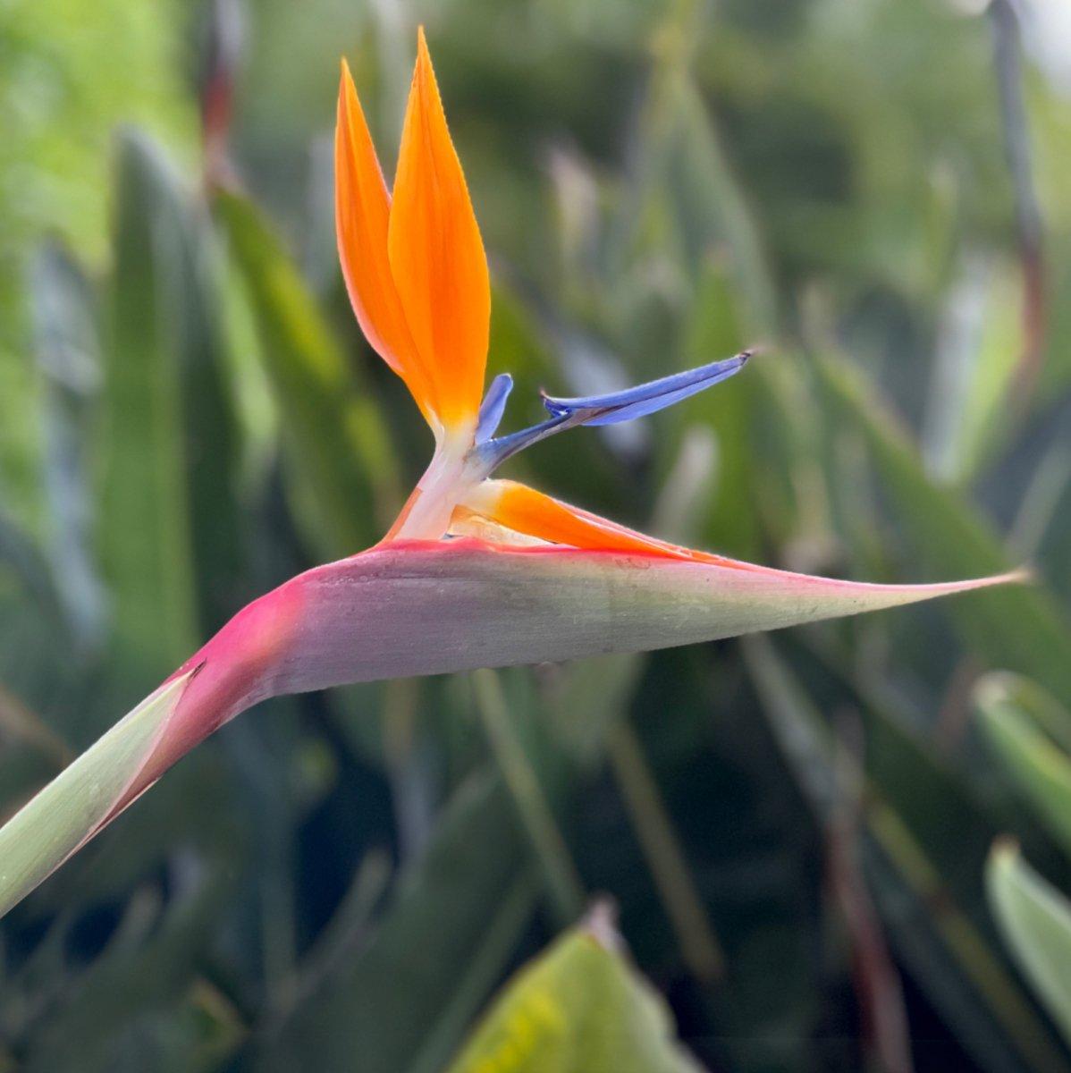 Palm Bird Of Paradise Orange - View 30 from www redcrocus com