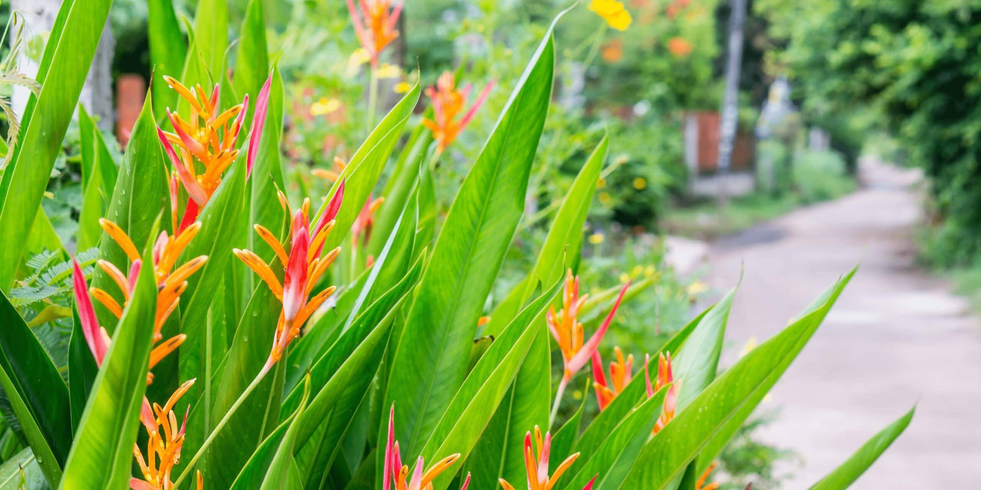 Palm Bird Of Paradise Orange - View 31 from www redcrocus com