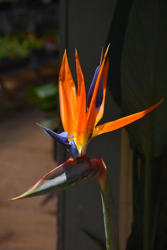 Palm Bird Of Paradise Orange - View 32 from www redcrocus com