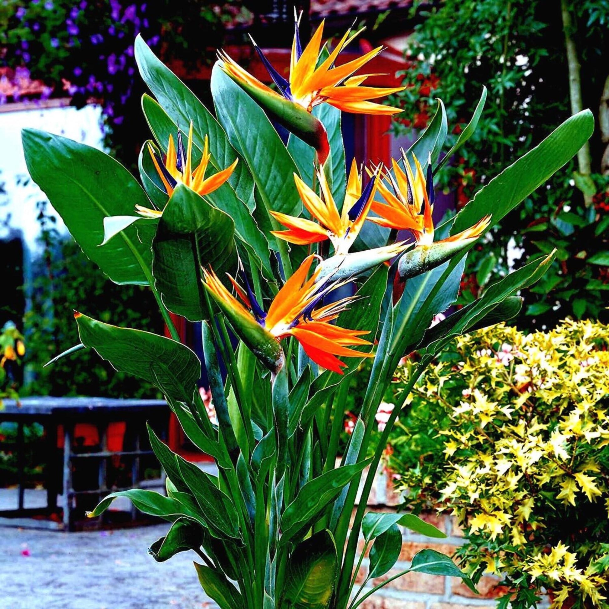 Palm Bird Of Paradise Orange - View 34 from www redcrocus com