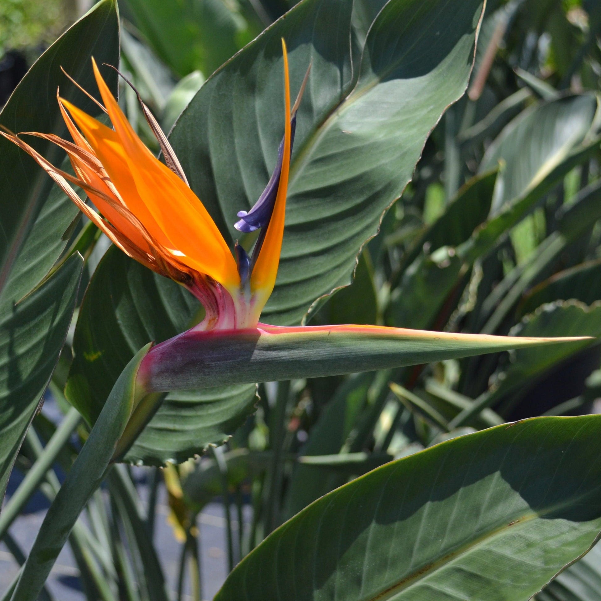 Palm Bird Of Paradise Orange - View 3 from www redcrocus com