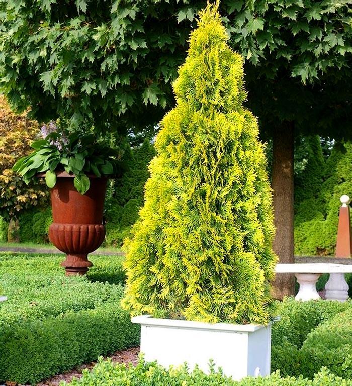 C Thuja Plicata '4ever Goldy' Gold Arborvitae - View 11 from www redcrocus com