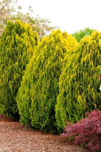 C Thuja Plicata '4ever Goldy' Gold Arborvitae - View 12 from www redcrocus com