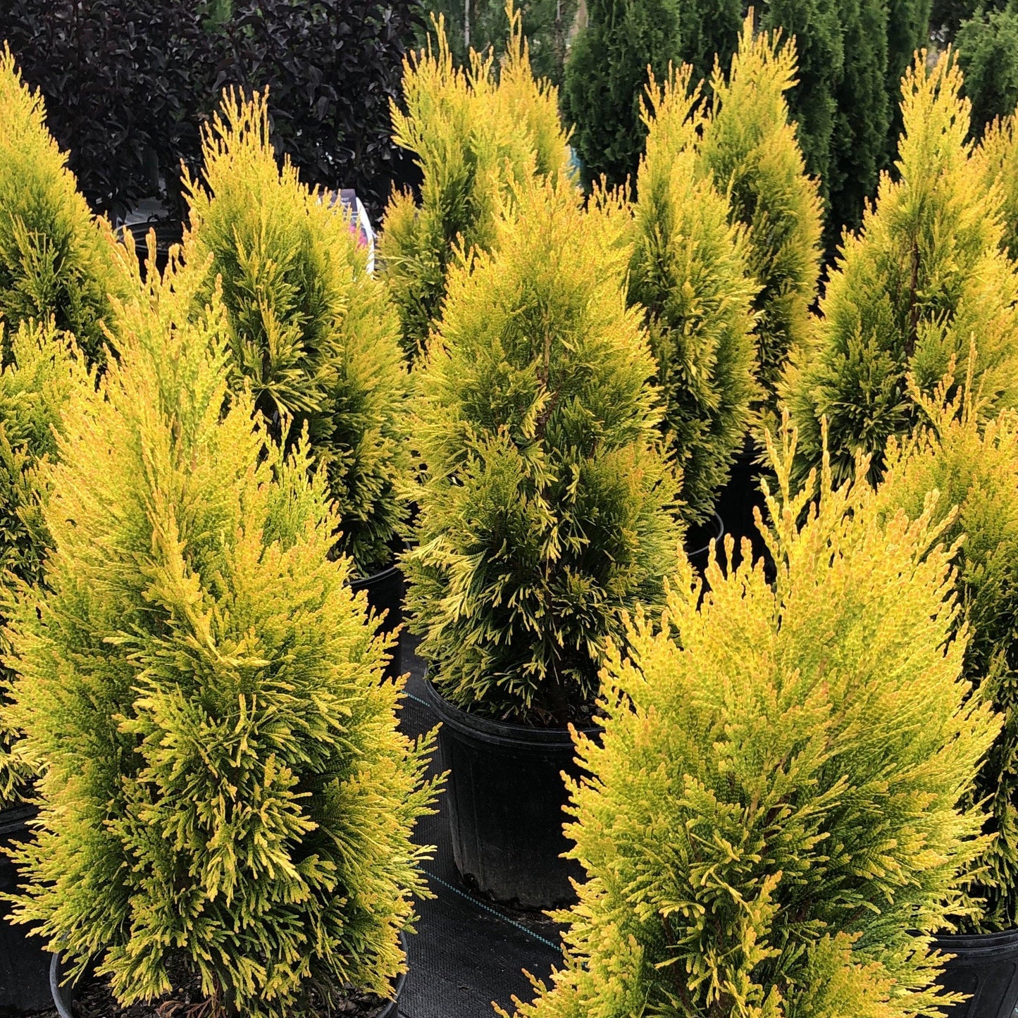 C Thuja Plicata '4ever Goldy' Gold Arborvitae - View 14 from www redcrocus com