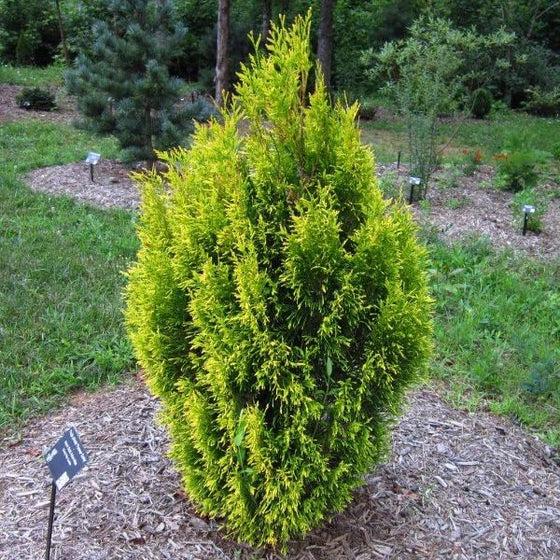 C Thuja Plicata '4ever Goldy' Gold Arborvitae - View 16 from www redcrocus com