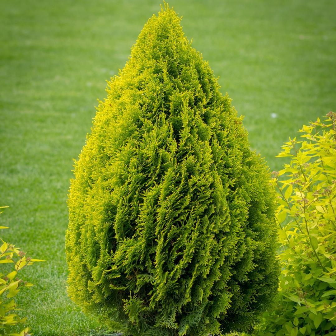 C Thuja Plicata '4ever Goldy' Gold Arborvitae - View 17 from www redcrocus com