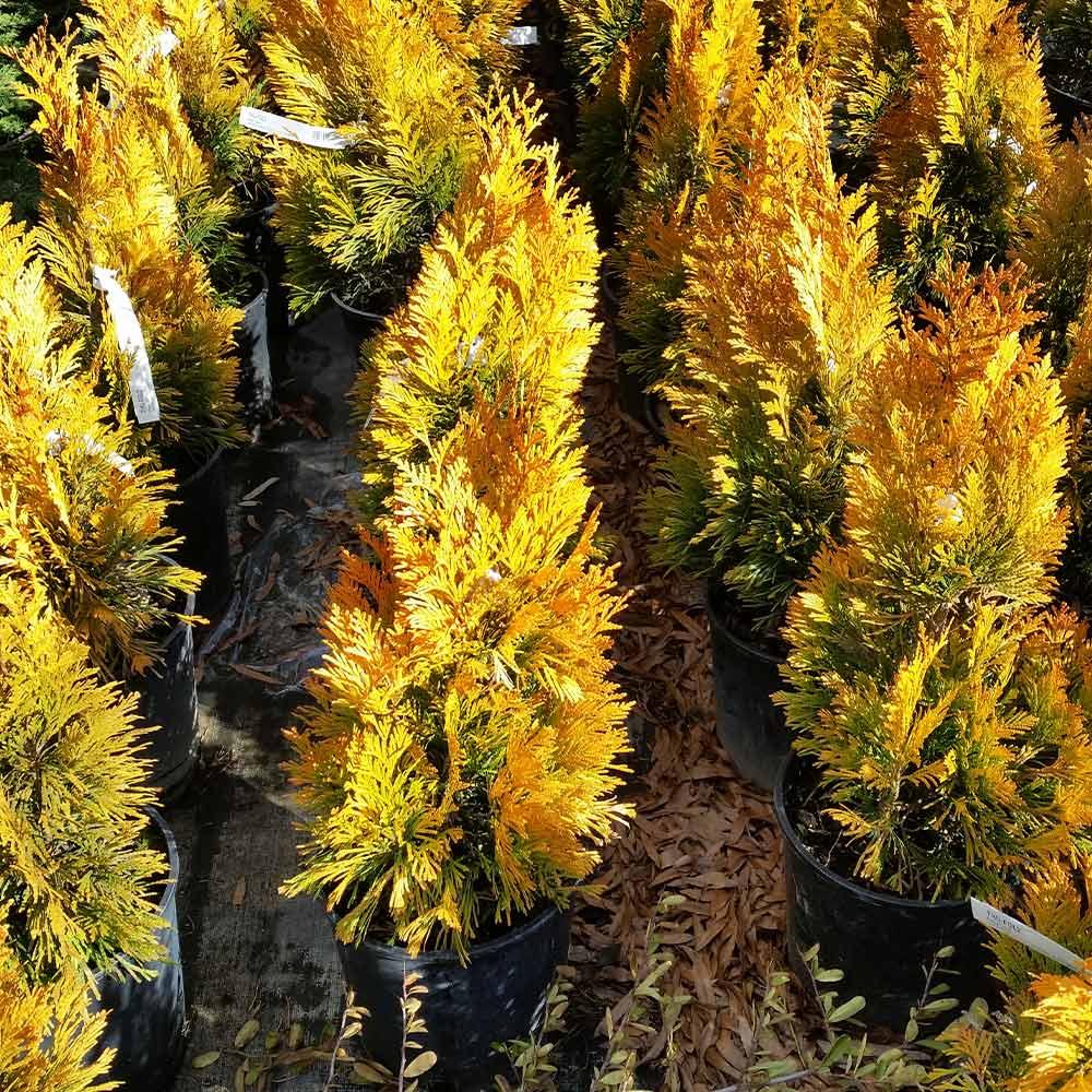 C Thuja Plicata '4ever Goldy' Gold Arborvitae - View 20 from www redcrocus com
