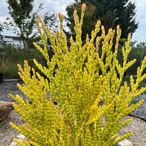 C Thuja Plicata '4ever Goldy' Gold Arborvitae - View 21 from www redcrocus com