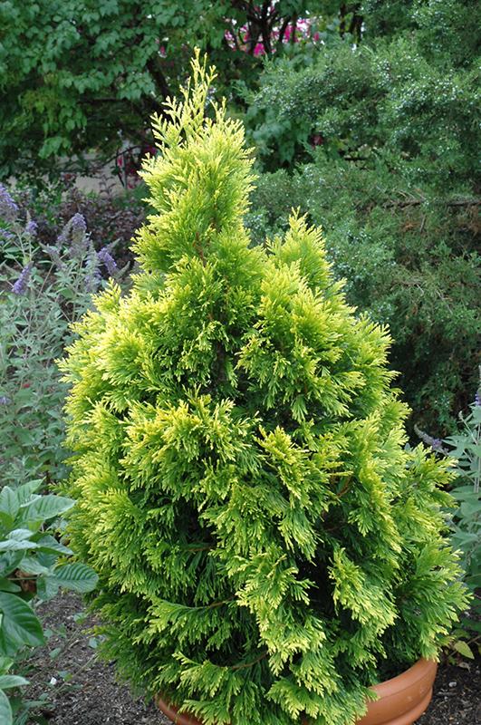 C Thuja Plicata '4ever Goldy' Gold Arborvitae - View 22 from www redcrocus com