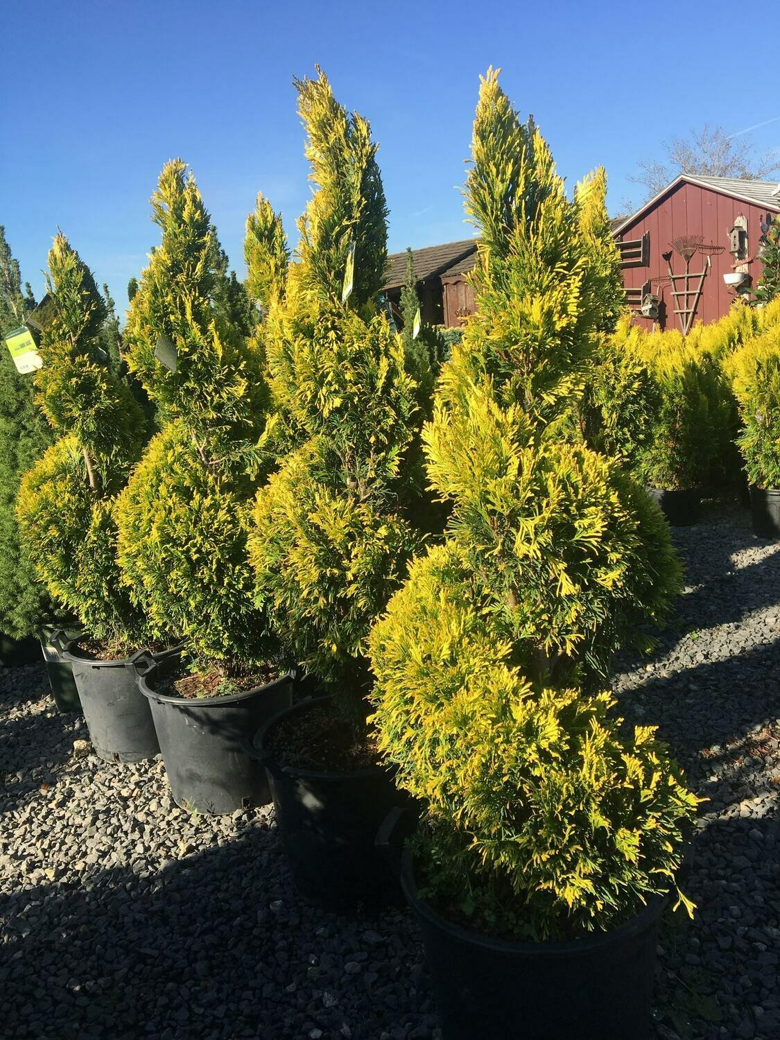 C Thuja Plicata '4ever Goldy' Gold Arborvitae - View 23 from www redcrocus com